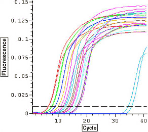 Amplification plot of fluorescent intensities